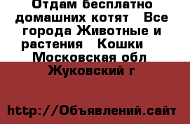 Отдам бесплатно домашних котят - Все города Животные и растения » Кошки   . Московская обл.,Жуковский г.